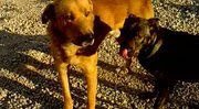 Perros grandes encontrados en valencia.  Carmelo i Ventall-725413